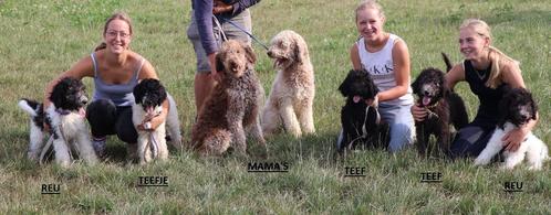 Labradoodle pups beschikbaar, Dieren en Toebehoren, Honden | Niet-rashonden, Middel, Meerdere dieren, Fokker | Hobbymatig, Meerdere