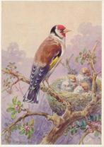 16 Mooie kunstkaarten van R. Schulz - Vogels, Ophalen of Verzenden, 1960 tot 1980, Ongelopen, Natuur