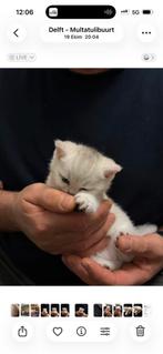 Superschattige Britsekorthaar kittens, Dieren en Toebehoren, Katten en Kittens | Raskatten | Korthaar, Meerdere dieren, Ontwormd