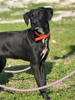 Charmante Barbie wil graag naar huis (verblijf Cyprus), Dieren en Toebehoren, Honden | Niet-rashonden, 15 weken tot 1 jaar, Handelaar