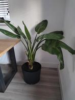 Grote kamerplant strelitzia, Huis en Inrichting, Kamerplanten, Ophalen of Verzenden, Overige soorten
