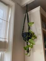 Macramé plantenhanger | Handmade 🌱, Overige soorten, Minder dan 100 cm, Ophalen of Verzenden, Halfschaduw