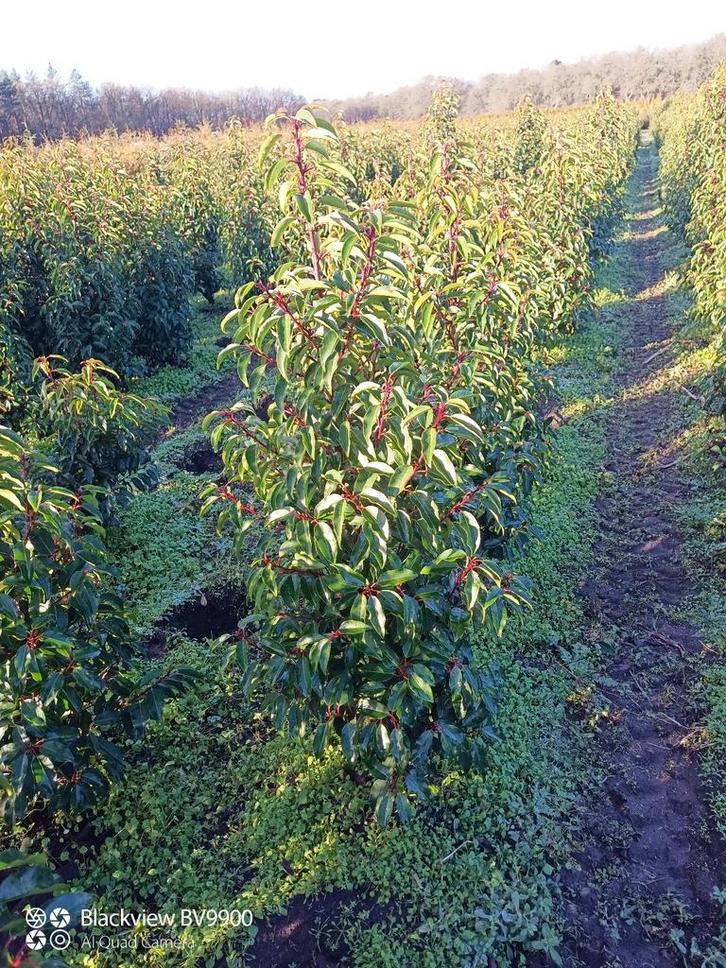 Portugese Laurier Prunus l angustifolia 60 tot 175cm struik, Tuin en Terras, Planten | Struiken en Hagen, Struik, Laurier, 100 tot 250 cm