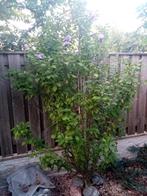 struik Hibiscus purple pilar, Ophalen of Verzenden, Overige soorten, Struik, 100 tot 250 cm
