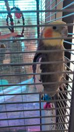 Valkparkiet, Dieren en Toebehoren, Vogels | Duiven, Mannelijk, Overige soorten