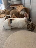 Vrouwtjes konijn met hok en accesoires, Dieren en Toebehoren, Konijnen, Vrouwelijk