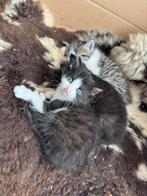 Nog 1 boederij kitten te koop, Meerdere dieren, 0 tot 2 jaar