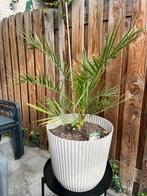 Phoenix palm in moderne pot en tafeltje inclusief, Volle zon, Vaste plant, Bloeit niet, Ophalen