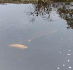 Steurs, Ophalen, Nieuw, Vijverpomp