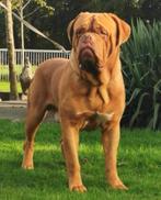 Bordeauxdog Bordeaux dog 4 jaar oud mooie forse sterke reu, Dieren en Toebehoren, Honden | Bulldogs, Pinschers en Molossers, Buitenland