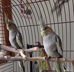 2 valkparkiet poppen, Dieren en Toebehoren, Vogels | Parkieten en Papegaaien, Vrouwelijk, Parkiet, Geringd