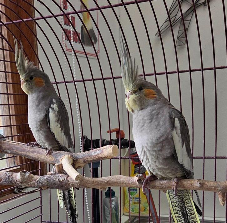 2 valkparkiet poppen, Dieren en Toebehoren, Vogels | Parkieten en Papegaaien, Parkiet, Vrouwelijk, Geringd