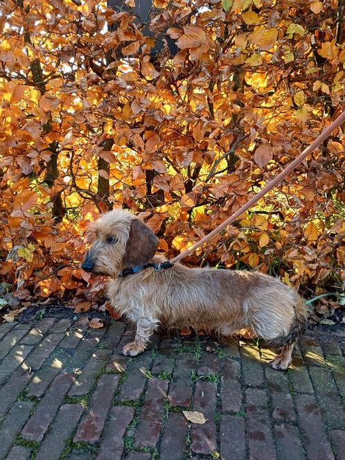 Ruwhaar Kaninchen Teckel ter dekking aangeboden, Dieren en Toebehoren, Honden | Dekreuen, Reu, Particulier, Eén hond, Buitenland