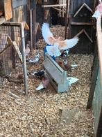 Kumru’s / fluitduiven, Dieren en Toebehoren, Vogels | Duiven, Meerdere dieren, Overige soorten