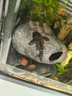 L201 pleco 5x