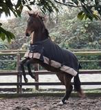 Veelbelovende kwpn dressuur hengst 1.5 jaar, Gechipt, Dressuurpaard, 0 tot 2 jaar, Hengst