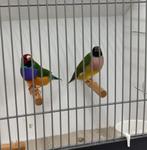 Gouldamadine koppel, Dieren en Toebehoren, Meerdere dieren, Tropenvogel, Geringd