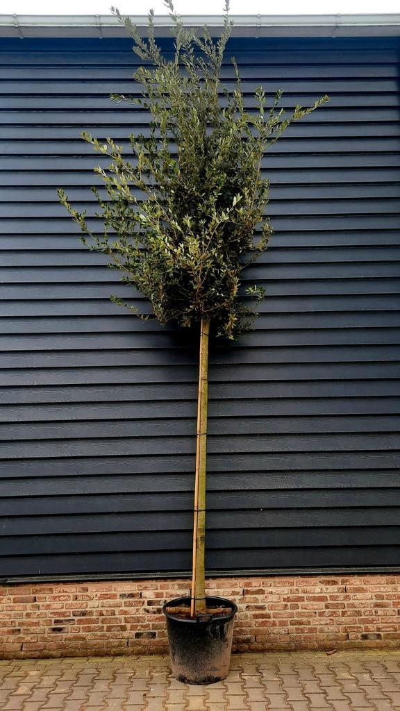 Quercus ilex (Steeneik) hoogstam 🌳, Tuin en Terras, Planten | Bomen, Overige soorten, Halfschaduw, Ophalen