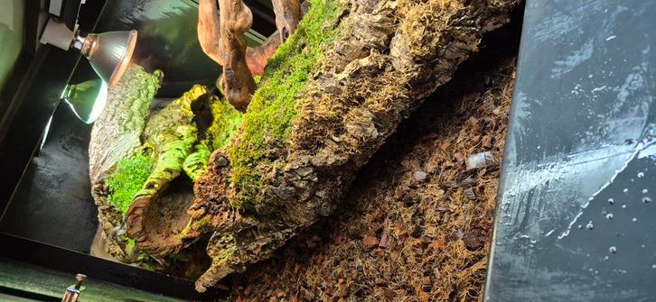 Kurk, Dieren en Toebehoren, Reptielen en Amfibieën | Toebehoren, Nieuw, Overige typen, Ophalen of Verzenden