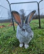Isolabella zoekt een huisje! (Gevaccineerd), Dieren en Toebehoren, Konijnen, Vrouwelijk, Groot, 3 tot 5 jaar