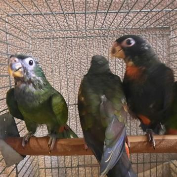 5 jonge tamme Pionus Maximiliani-papegaaien. beschikbaar voor biedingen
