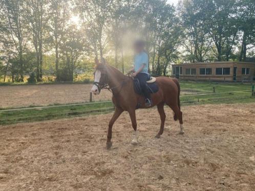 D pony te koop GERESERVEERD, Dieren en Toebehoren, Pony's, Merrie, Recreatiepony, Met stamboom, Gechipt, Ontwormd, Ingeënt