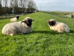 Dekrammen Walliser Schwarznase, Dieren en Toebehoren, Mannelijk