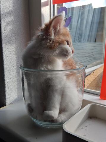 Ragcoons. Ragdoll/maine coon kittens.  beschikbaar voor biedingen