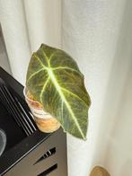 Alocasia Black Velvet gold variegata, Huis en Inrichting, Kamerplanten, Ophalen of Verzenden, Halfschaduw, Minder dan 100 cm