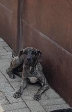 Presa canario teefje, België, Particulier, Rabiës (hondsdolheid), 15 weken tot 1 jaar