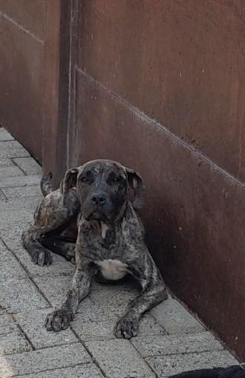 Presa canario teefje  beschikbaar voor biedingen