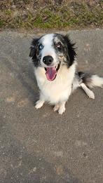 Bordercollie x Australische herder, CDV (hondenziekte), 1 tot 2 jaar, Teef, Collie