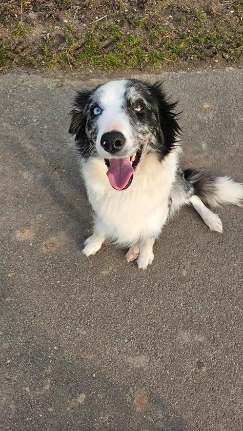 Bordercollie x Australische herder, Dieren en Toebehoren, Honden | Herdershonden en Veedrijvers, Teef, Collie, Particulier, Eén hond