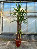Yucca elephantipes. 120-80-40 dikke stam, Huis en Inrichting, Kamerplanten, Ophalen, Overige soorten, 100 tot 150 cm