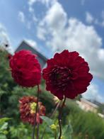 tuinplanten, Vaste plant, Halfschaduw, Zomer, Ophalen