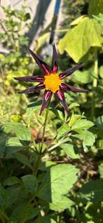 Dahlia 22, Tuin en Terras, Ophalen, Zomer, Overige soorten, Volle zon