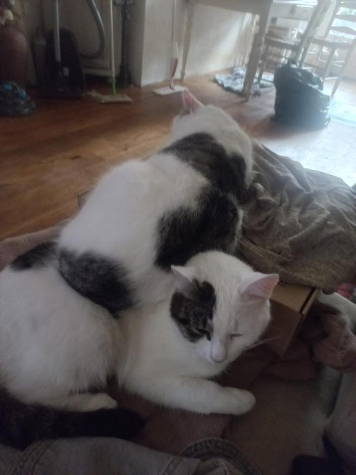 4 katten helaas weg, Dieren en Toebehoren, Katten en Kittens | Overige Katten, Meerdere dieren