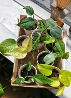Kamerplanten mini's pakket, Ophalen, Overige soorten, Minder dan 100 cm