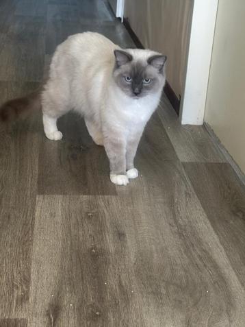 💕Ragdoll dekkater met stamboom ( dekking en te koop ) beschikbaar voor biedingen