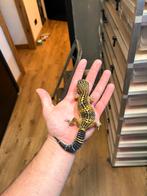 1.0 pure black night, Dieren en Toebehoren, Hagedis, 0 tot 2 jaar