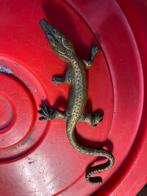 Koper/ bronzen salamander, Antiek en Kunst, Ophalen of Verzenden
