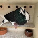 Gezocht !!, Meerdere dieren, Kropper