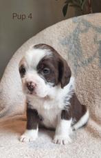 Bulldoodle pups! Labradoodle x Engelse bulldog/labrador, 8 tot 15 weken, Meerdere, Meerdere dieren, Nederland