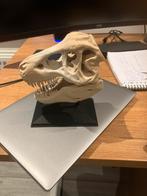 T-Rex Schedel Schaalmodel, Ophalen of Verzenden