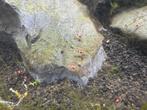 Crystal Red en Black en red ruby, Dieren en Toebehoren, Vissen | Aquariumvissen, Kreeft, Krab of Garnaal