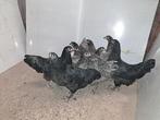 Mooie jonge australorp kippen, Dieren en Toebehoren, Reptielen en Amfibieën, Hagedis, 0 tot 2 jaar