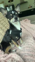 Honden oppas gezocht!