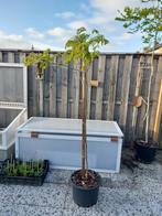 Albizia Julibrissin Umbrella rosea, Tuin en Terras, Planten | Bomen, 100 tot 250 cm, Dakboom, Zomer, Ophalen