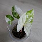 Syngonium podophyllum albo variegata stek, Huis en Inrichting, Kamerplanten, Ophalen of Verzenden, Halfschaduw, Minder dan 100 cm