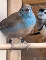 Roodwang blauwfazant, Dieren en Toebehoren, Vogels | Overige Vogels, Mannelijk, Geringd